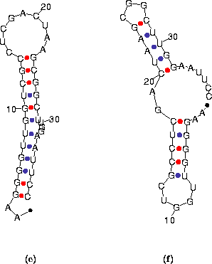 RNA folding: 1b-again_1_zoom