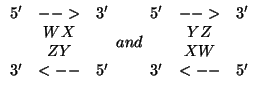 $\begin{array}{ccc} 5' & --> & 3' \ & WX \ & ZY \ 3' & <-- & 5' \end{... ...in{array}{ccc} 5'& -->& 3' \ & YZ \ & XW \ 3' & <-- & 5' \end{array}$